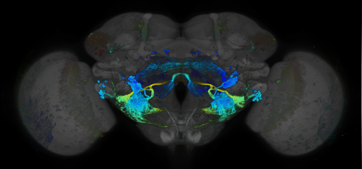 JRC_R91F03 GAL4 in the adult brain