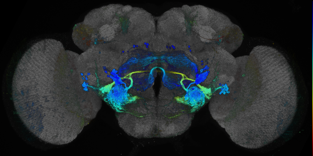JRC_R91F03 GAL4 in the adult brain