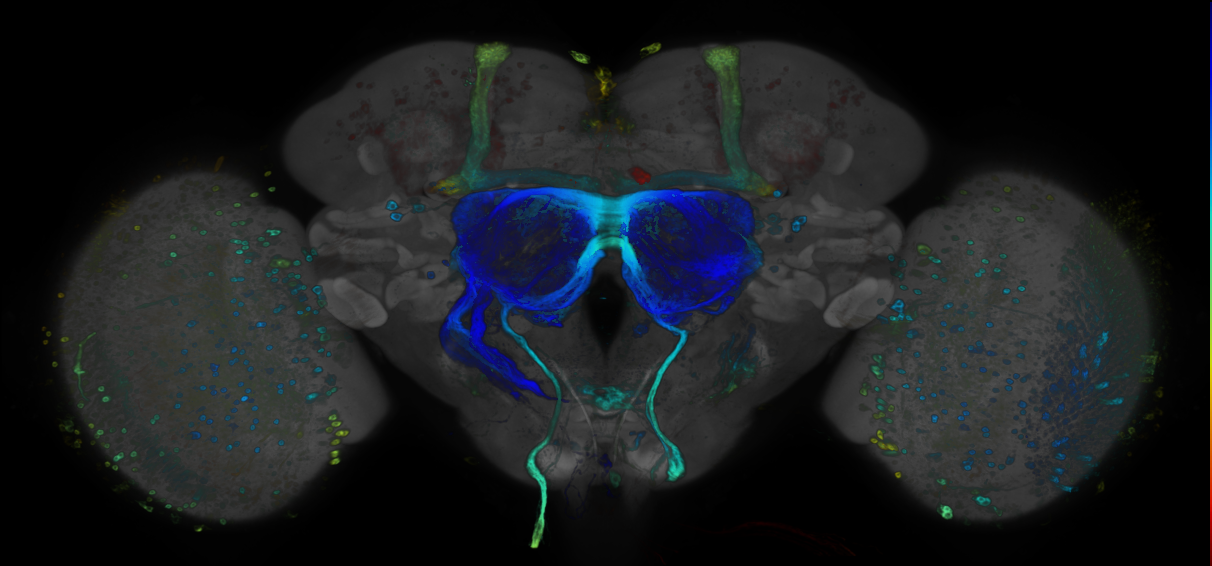 JRC_R74C03 GAL4 in the adult brain