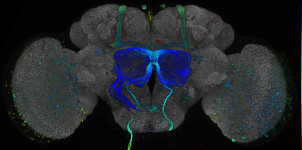 JRC_R74C03 GAL4 in the adult brain