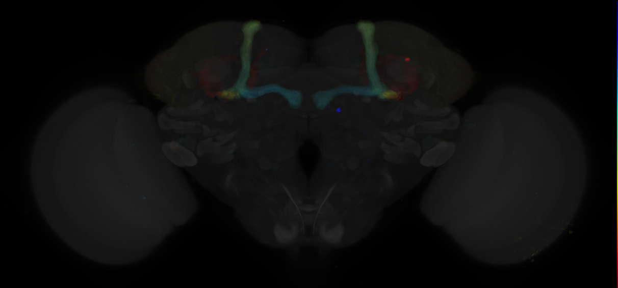 JRC_R41E08 GAL4 in the adult brain