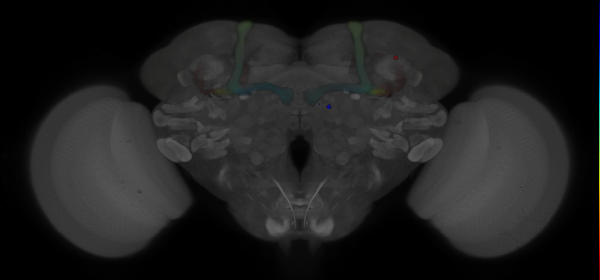 JRC_R41E08 GAL4 in the adult brain