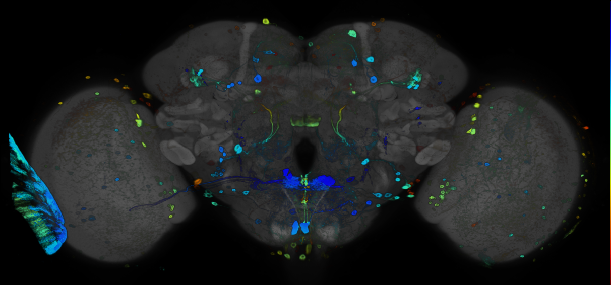 JRC_R67B10 GAL4 in the adult brain