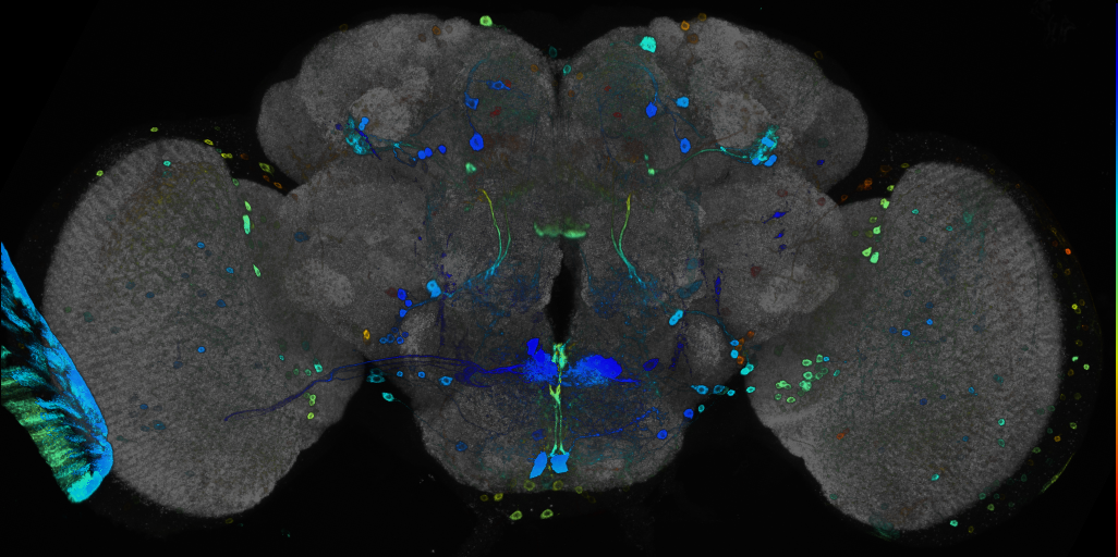 JRC_R67B10 GAL4 in the adult brain