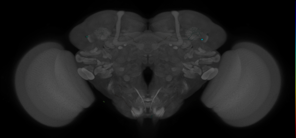 JRC_R86H01 GAL4 in the adult brain