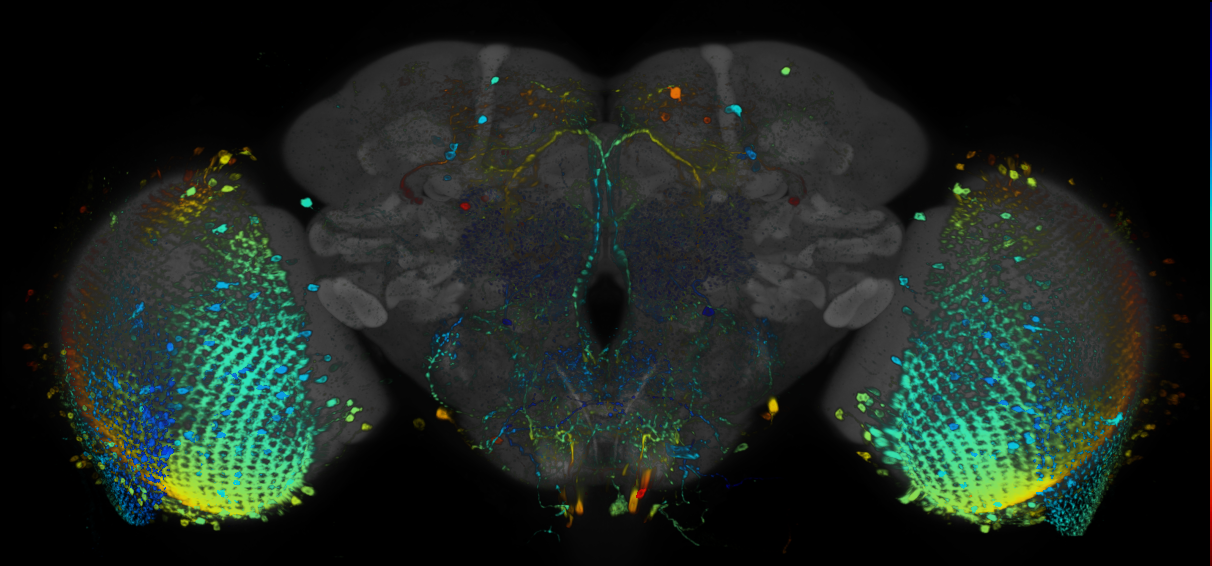 JRC_R91H03 GAL4 in the adult brain