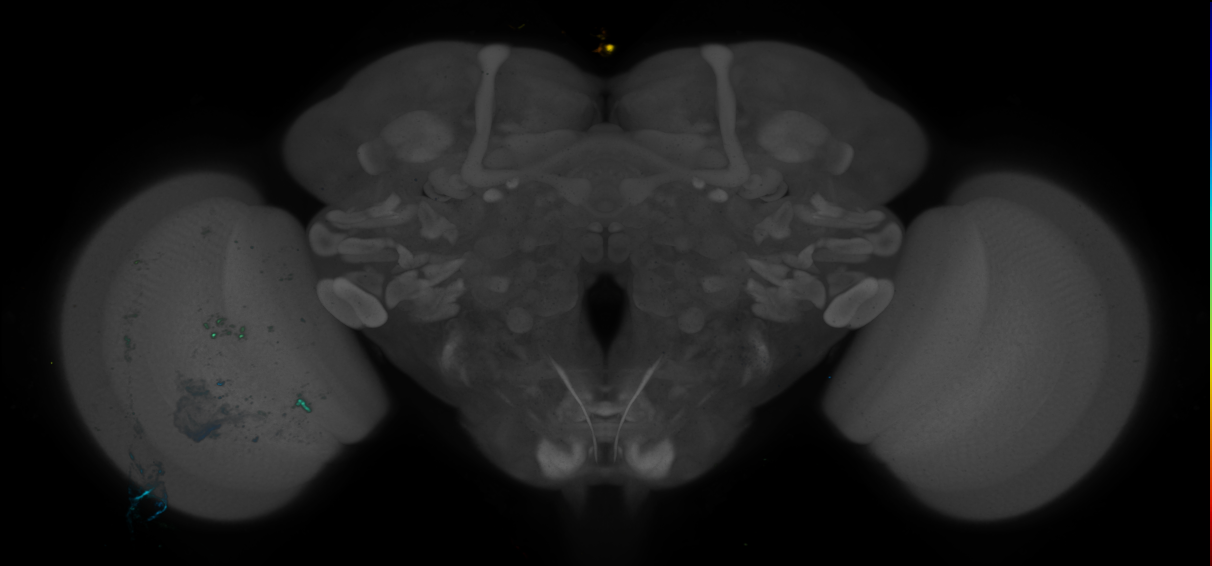 P{GMR56G10-GAL4} expression pattern