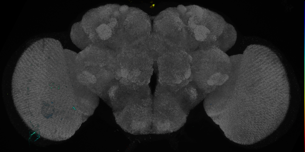 P{GMR56G10-GAL4} expression pattern