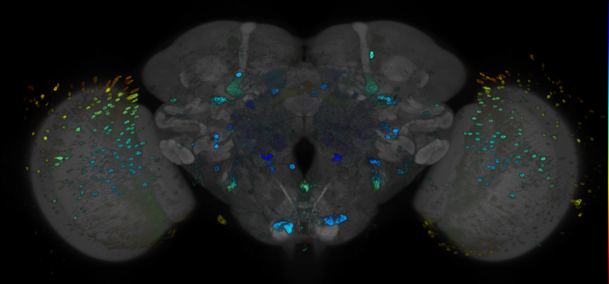 P{GMR50B09-GAL4} expression pattern