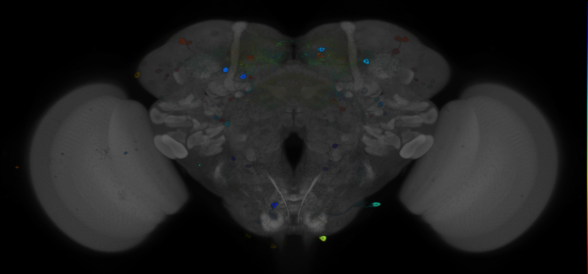 P{GMR76C07-GAL4} expression pattern