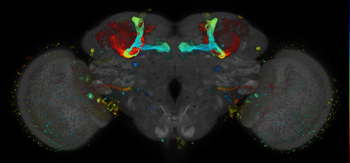 JRC_R77H07 GAL4 in the adult brain
