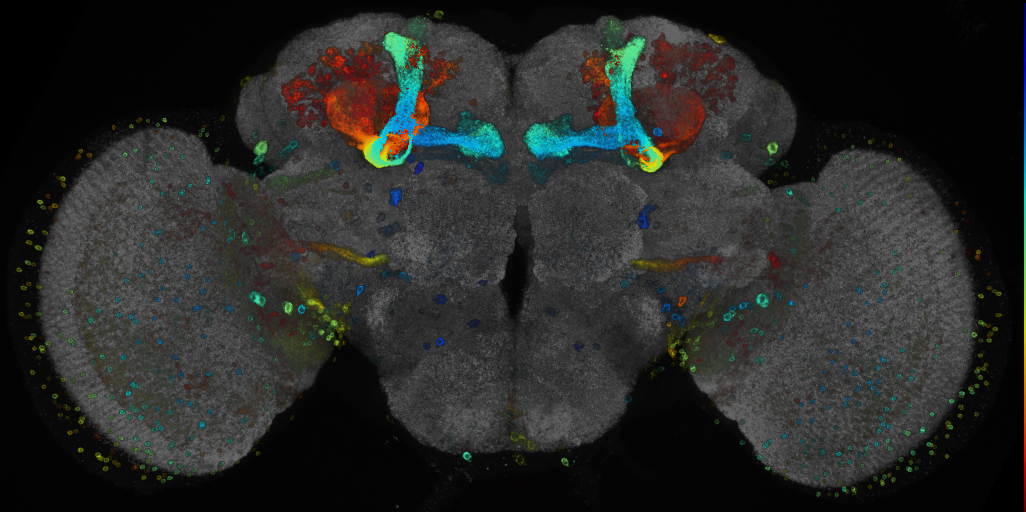 JRC_R77H07 GAL4 in the adult brain