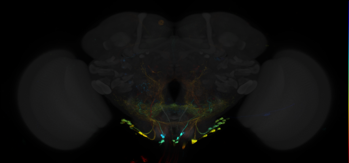 JRC_R42B02 GAL4 in the adult brain
