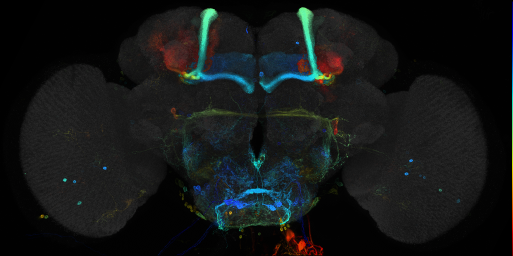 JRC_R85C12 GAL4 in the adult brain