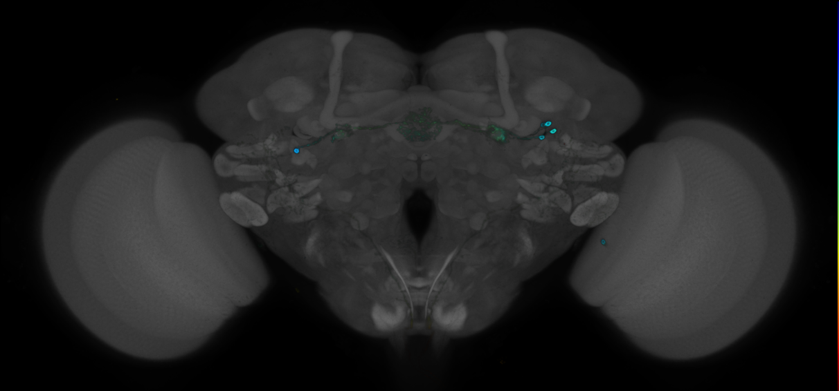 P{GMR56C09-GAL4} expression pattern