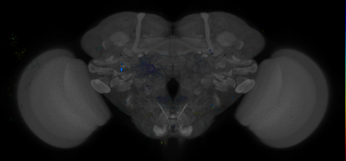 P{GMR94A02-GAL4} expression pattern