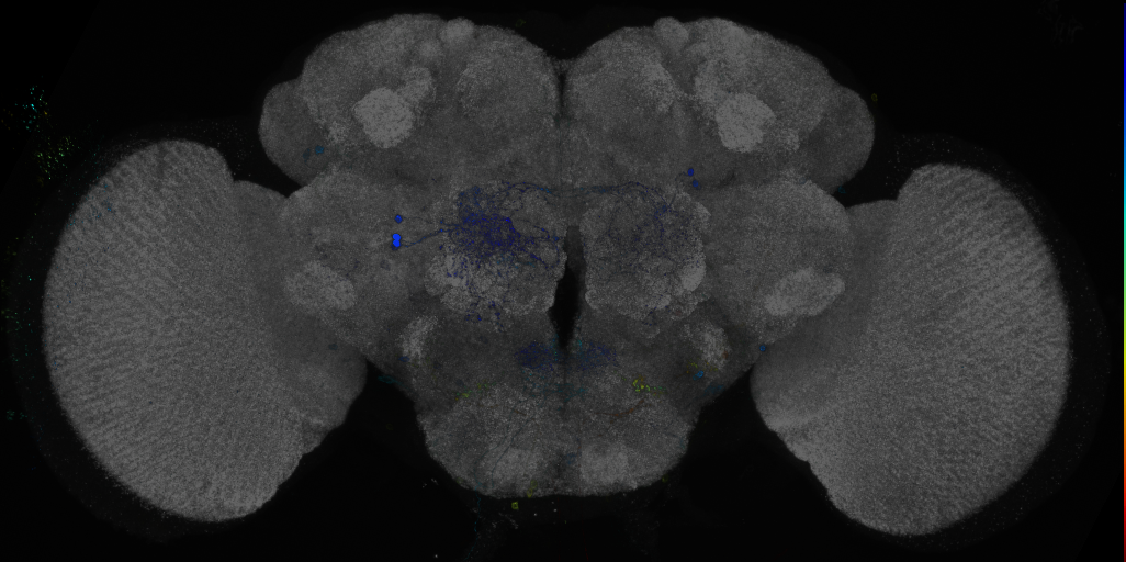 P{GMR94A02-GAL4} expression pattern