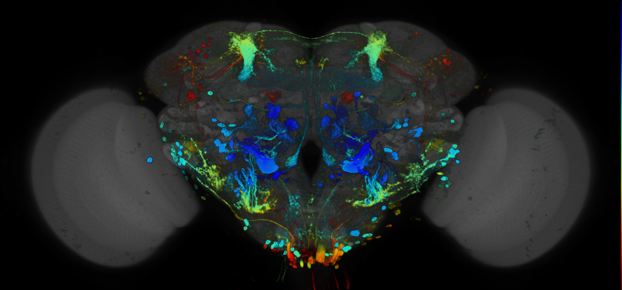 P{GMR33E02-GAL4} expression pattern