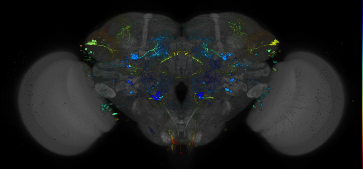 P{GMR84G01-GAL4} expression pattern