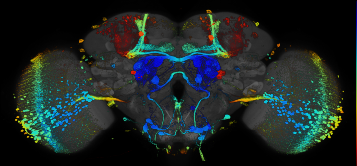 JRC_R48G08 GAL4 in the adult brain