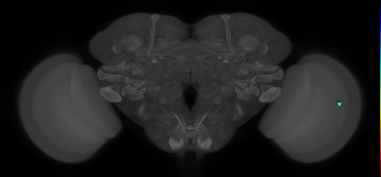 P{GMR12F08-GAL4} expression pattern
