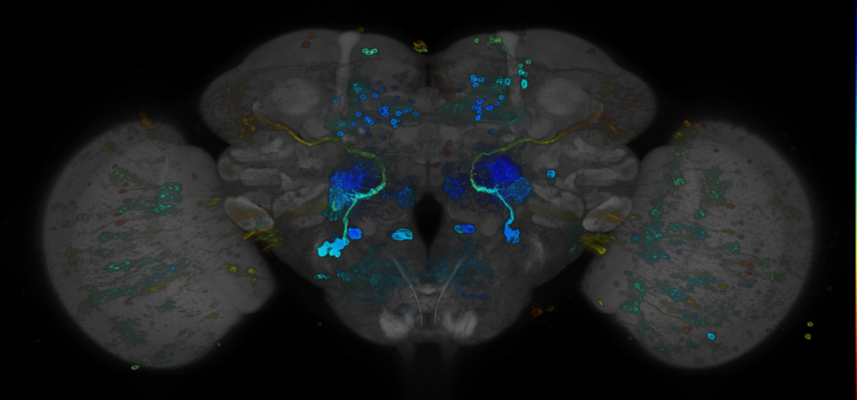 JRC_R31A05 GAL4 in the adult brain