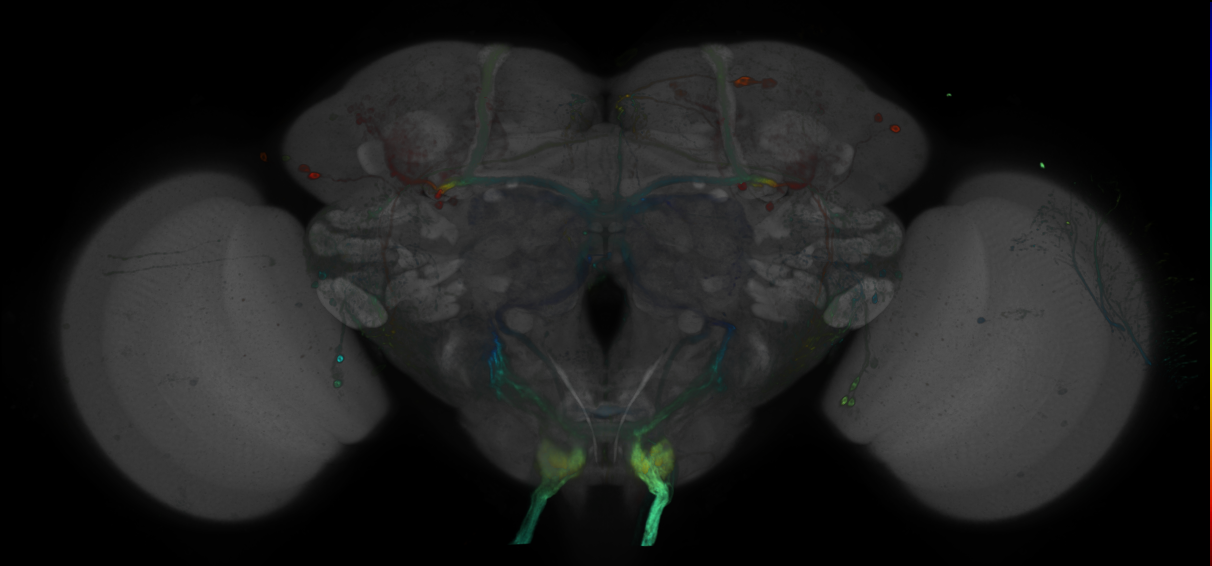 JRC_R41B06 GAL4 in the adult brain