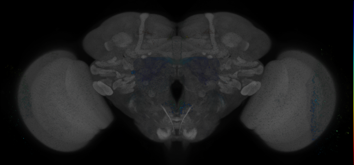 JRC_R14D10 GAL4 in the adult brain