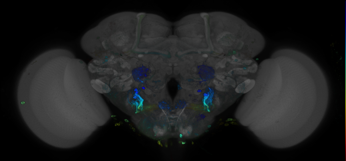 P{GMR12C07-GAL4} expression pattern