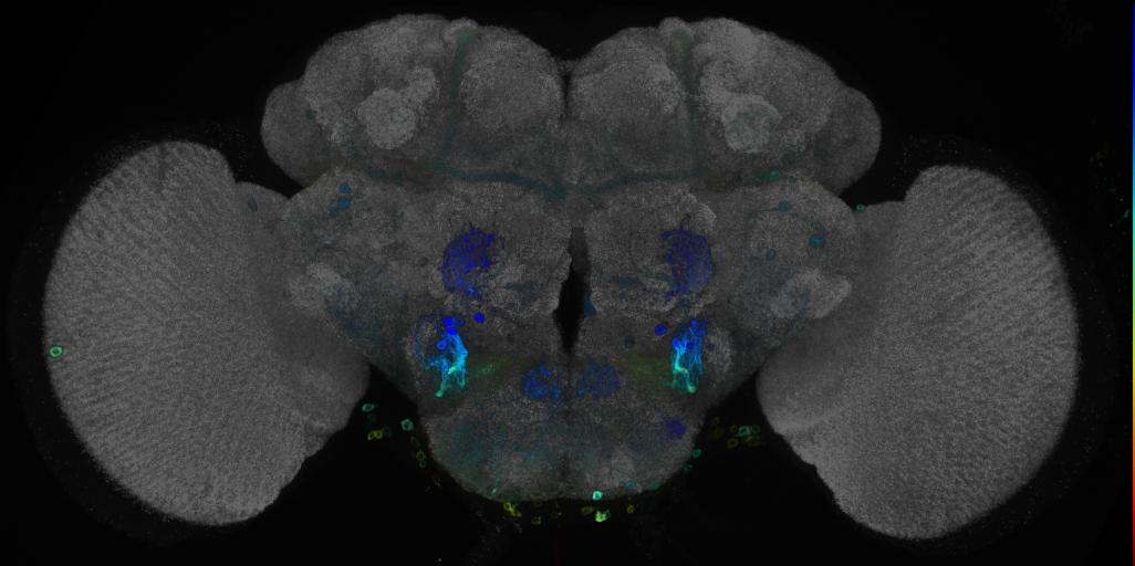 P{GMR12C07-GAL4} expression pattern