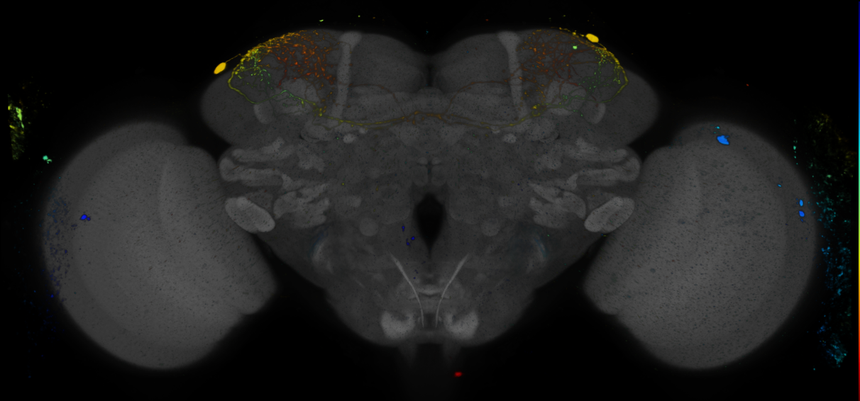 P{GMR22F02-GAL4} expression pattern