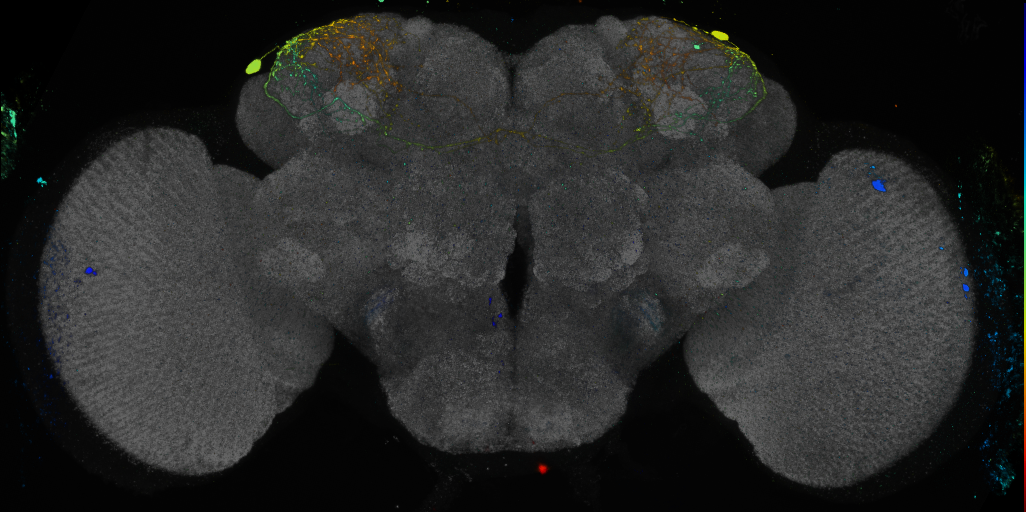 P{GMR22F02-GAL4} expression pattern