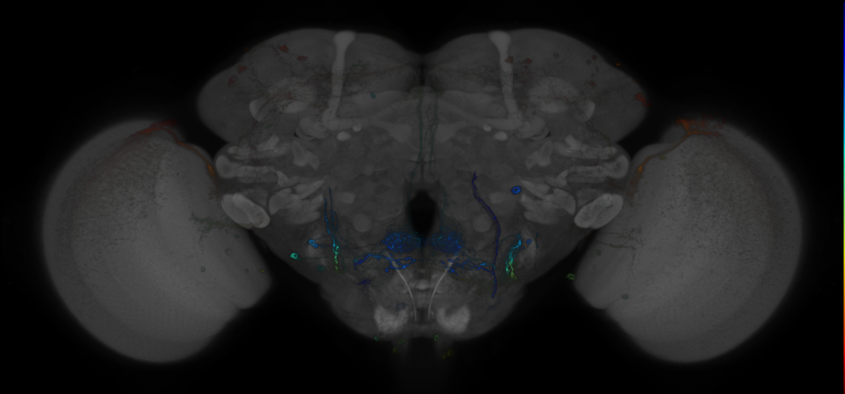 JRC_R67F03 GAL4 in the adult brain