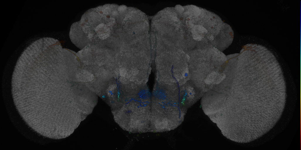 JRC_R67F03 GAL4 in the adult brain