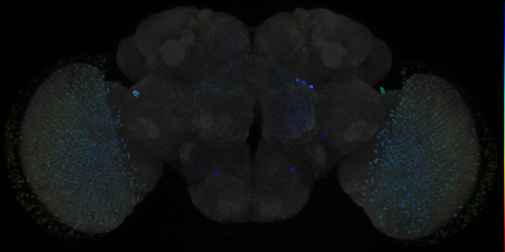 JRC_R47H04 GAL4 in the adult brain