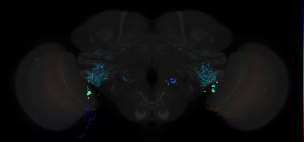 JRC_R52E12 GAL4 in the adult brain