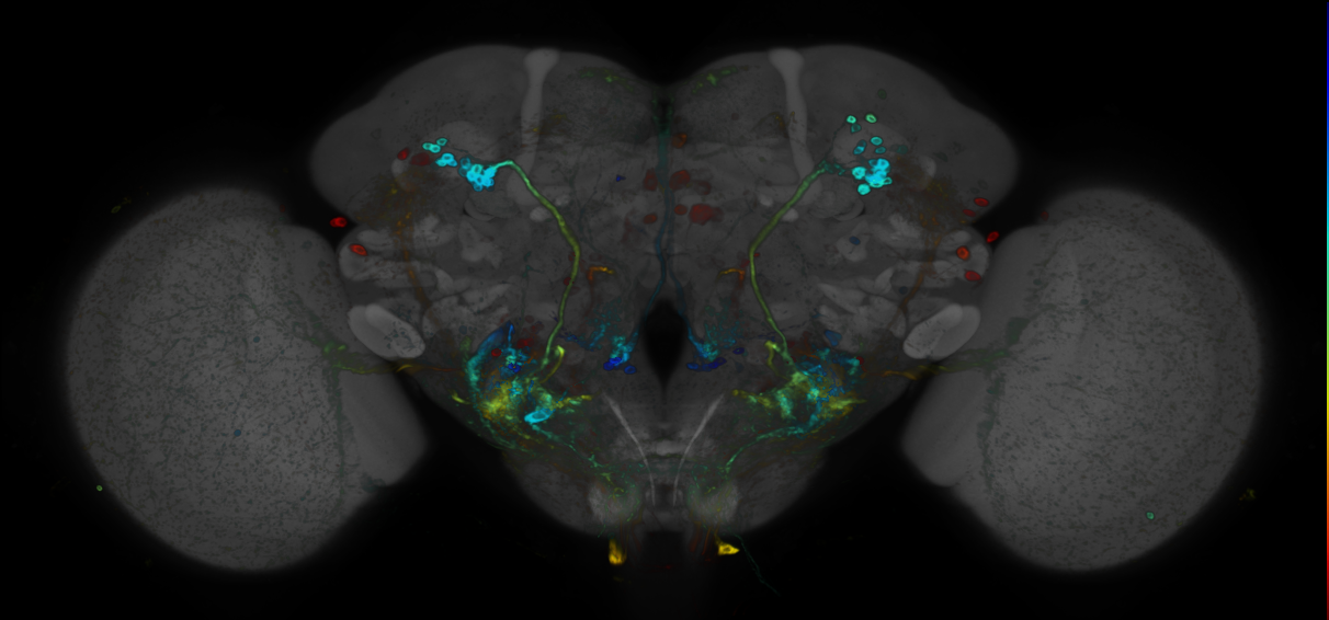 JRC_R46D02 GAL4 in the adult brain