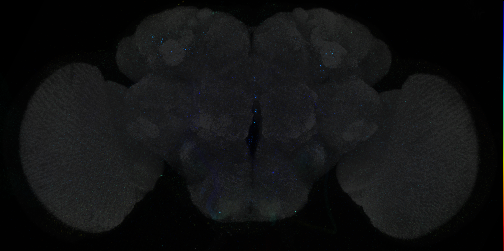 JRC_R46D11 GAL4 in the adult brain
