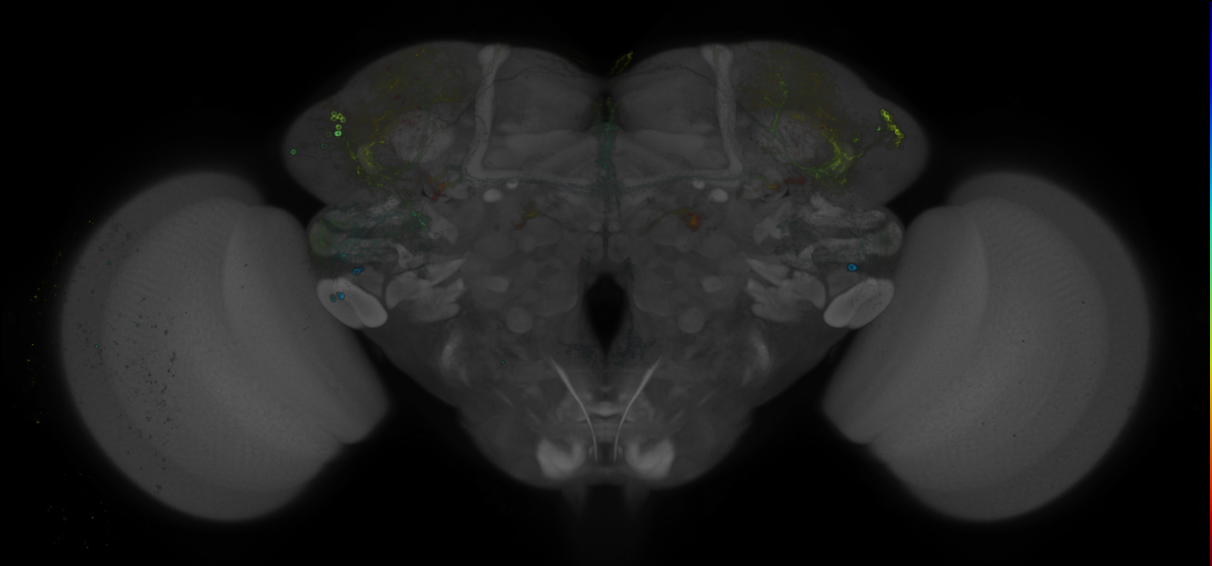 JRC_R27C09 GAL4 in the adult brain