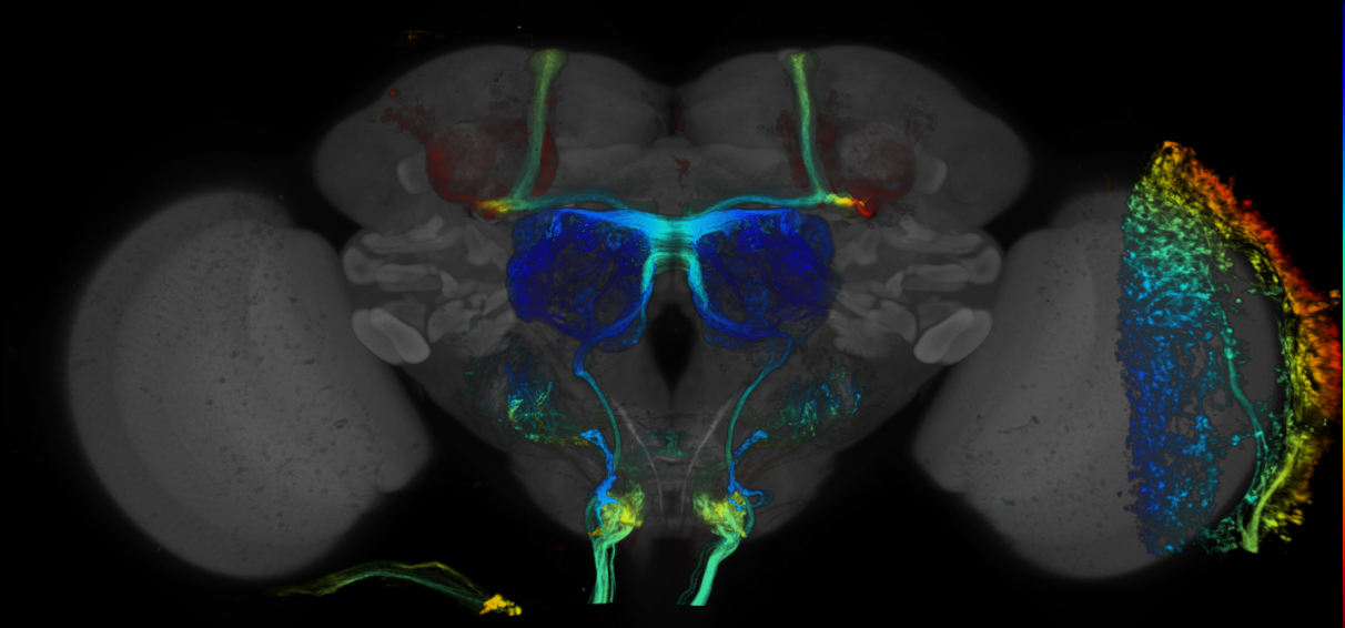 JRC_R30D02 GAL4 in the adult brain