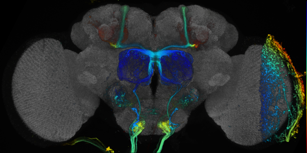 JRC_R30D02 GAL4 in the adult brain