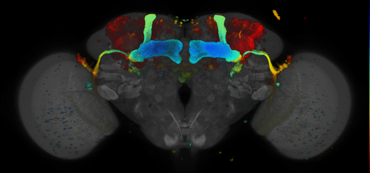 P{GMR50A07-GAL4} expression pattern