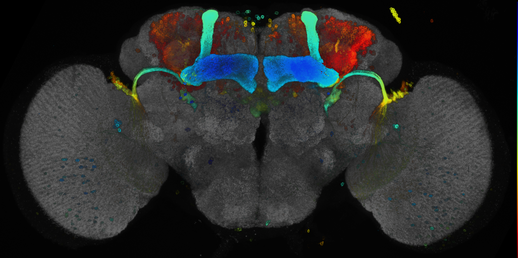 P{GMR50A07-GAL4} expression pattern