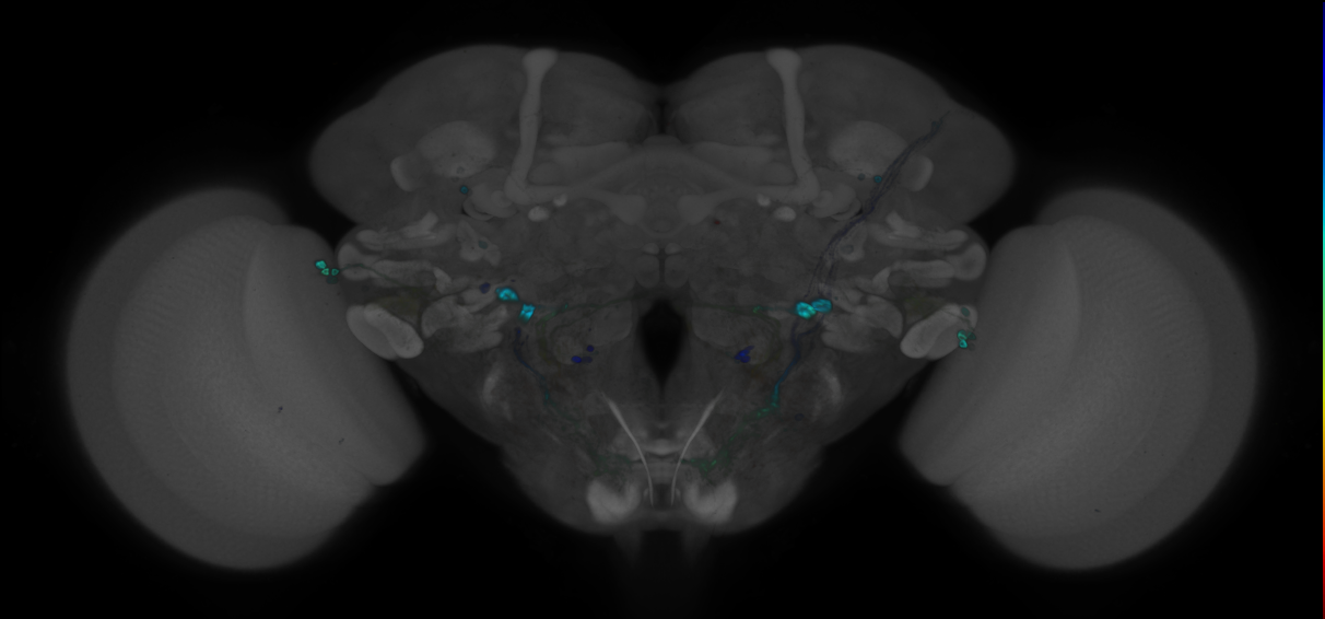 P{GMR21F05-GAL4} expression pattern