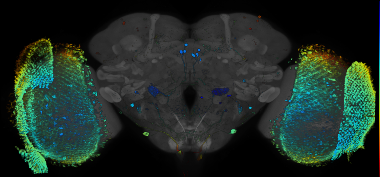 JRC_R82D03 GAL4 in the adult brain