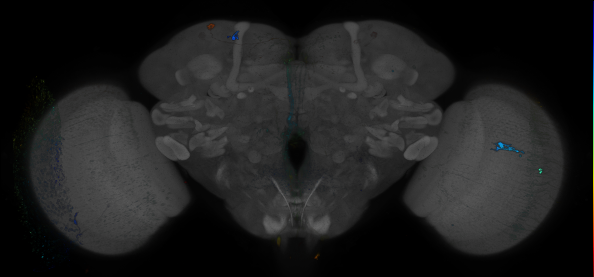 P{GMR21C02-GAL4} expression pattern