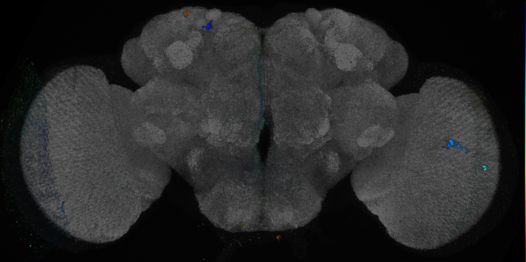 P{GMR21C02-GAL4} expression pattern
