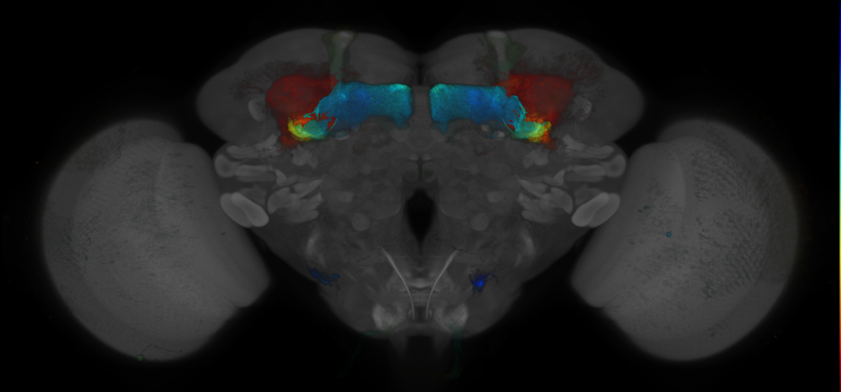 JRC_R11G11 GAL4 in the adult brain