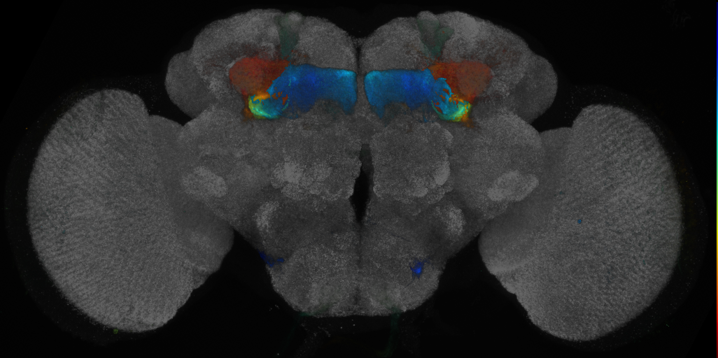 JRC_R11G11 GAL4 in the adult brain