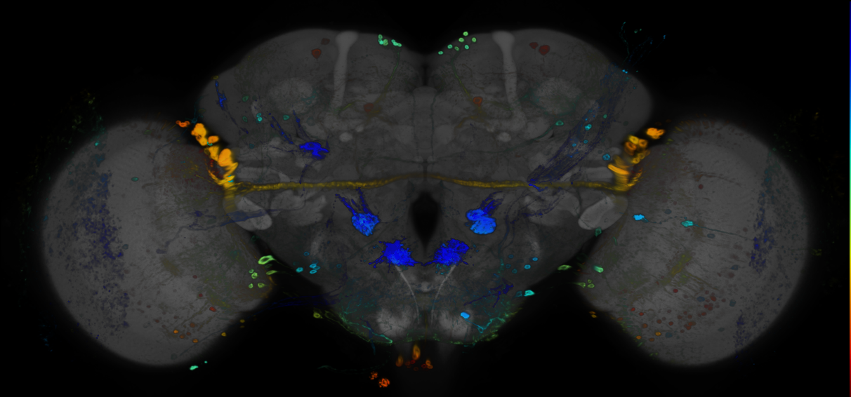 JRC_R45G01 GAL4 in the adult brain